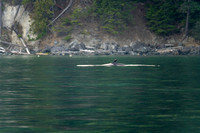 RP106933