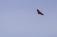 A7R09765