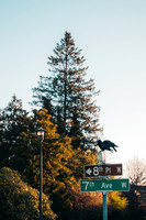 A7R09029