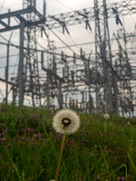 Nature Perserveres