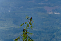 A7R02646
