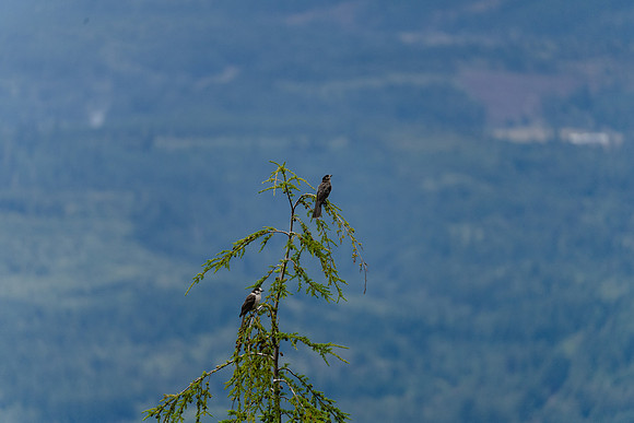 A7R02646