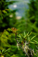 A7R02650