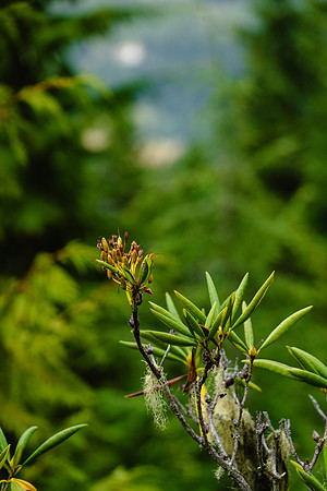 A7R02650